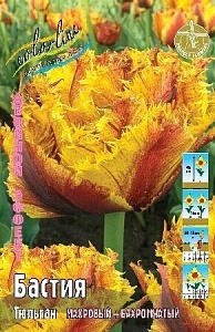 Тюльпан Бастия 1шт (КолЛайн) 5шт/уп