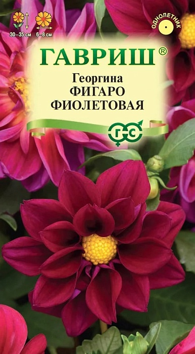Георгина Фигаро фиолетовая 7шт ц/п (Гавриш)
