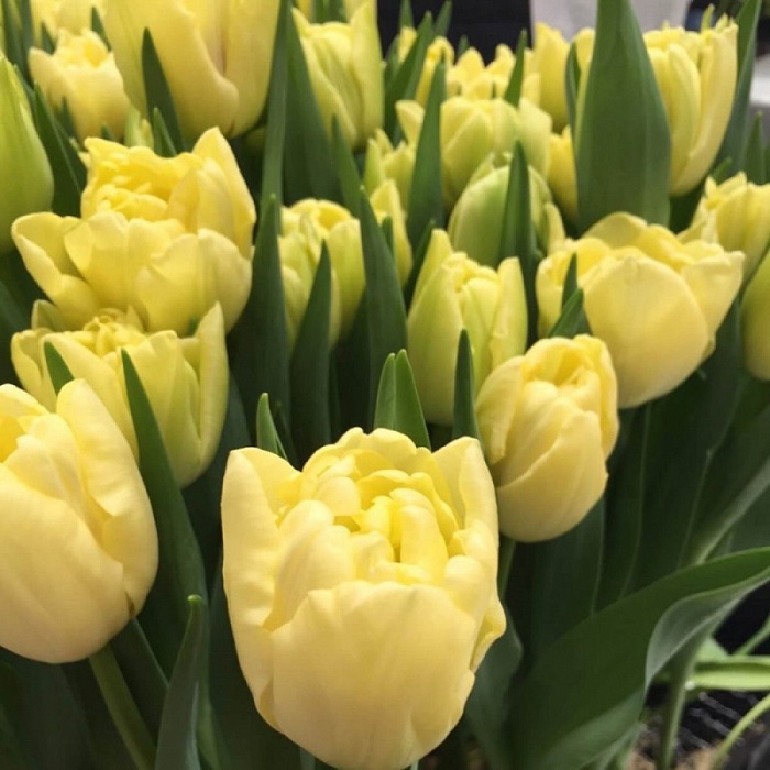 Тюльпан Авангард 1шт (КолЛайн) 8шт/уп