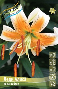 Лилия Леди Алиса 12/14 1шт (КолЛайн)