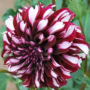 Георгина Тартан 1шт (КолЛайн)