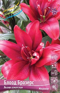 Лилия Блоод Бразерс 12/14 1шт (КолЛайн) 5шт/уп