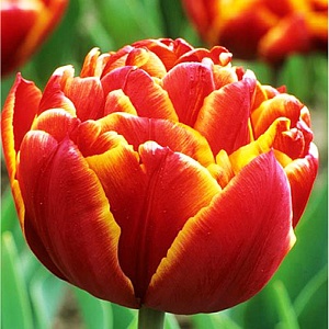 Тюльпан Пеббл 1шт (КолЛайн) 8шт/уп