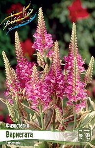 Физостегия Вариегата 1шт (КолЛайн) 