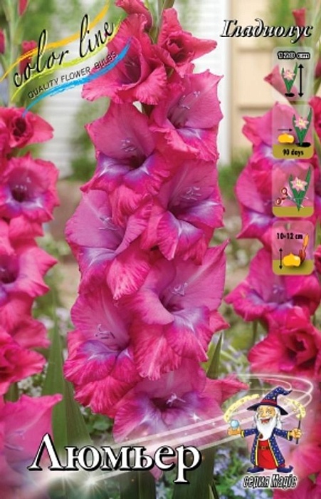 Гладиолус Люмьер 10/12 1шт (КолЛайн) 8шт/уп