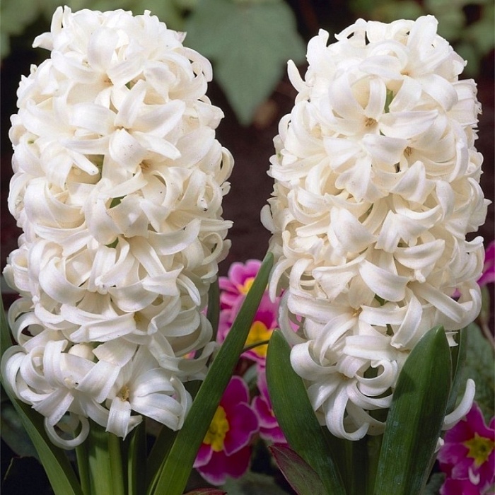 Гиацинт Аваланч 14/15 1шт (КолЛайн) 3шт/уп