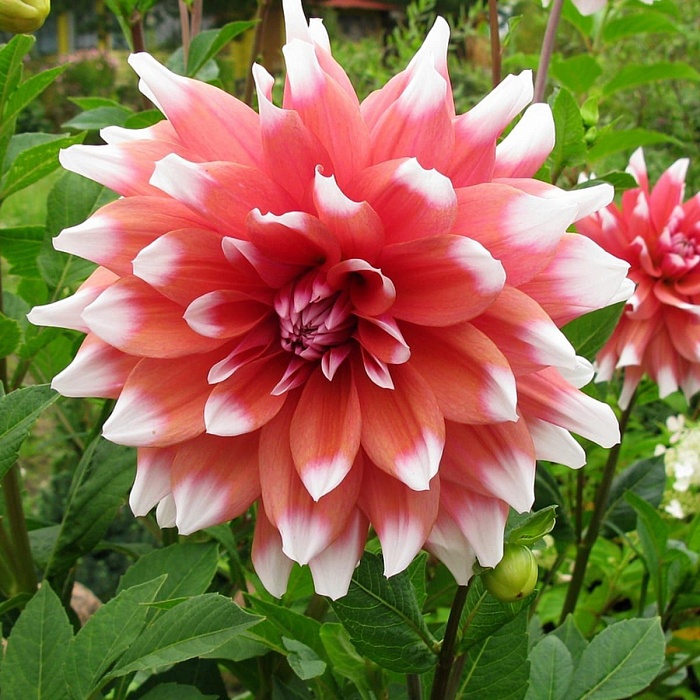 Георгина Оранж Дуэт 1шт (КолЛайн)