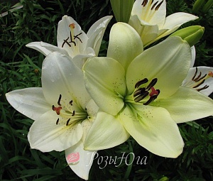 Лилия Эркалано 12/14 1шт (КолЛайн) 2шт/уп