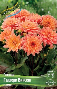 Георгина Гэллери Винсент 1шт (КолЛайн)