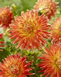 Георгина Художник 1шт (КолЛайн)