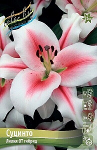 Лилия Суцинто 12/14 1шт (КолЛайн) 2шт/уп