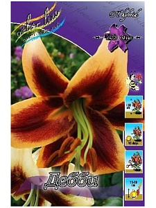 Лилия Дебби 12/14 1шт (КолЛайн)