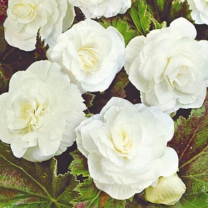 Бегония Нон стоп Белая 1шт (КолЛайн)