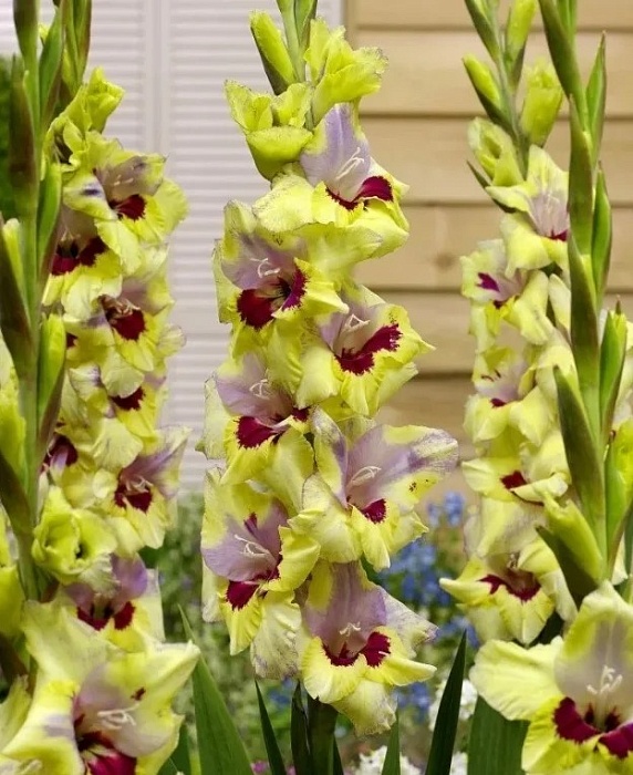 Гладиолус Оракл 1шт (КолЛайн) 8шт/уп