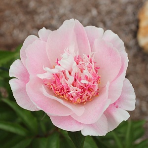 Пион Ду Телл 1шт (КолЛайн)