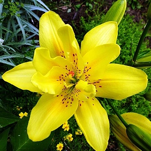 Лилия Сандью 12/14 1шт (КолЛайн) 5шт/уп