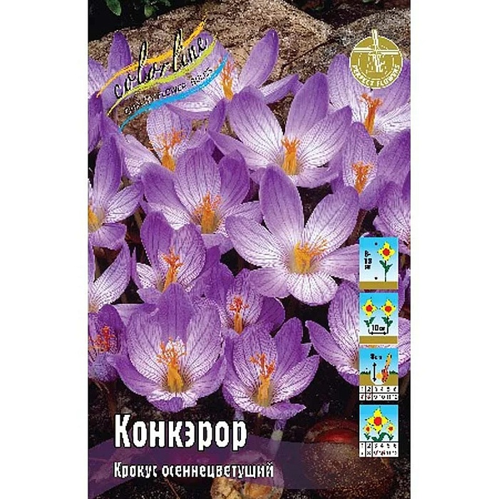 Крокус Конкэрор 1шт (КолЛайн) 10шт/уп осеннецветущий