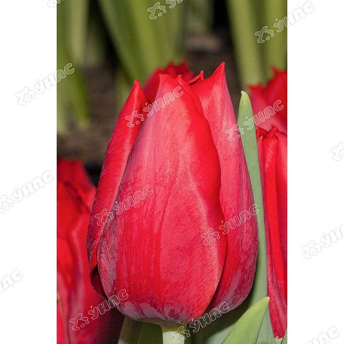 Тюльпан Дельта Рэд 11/12 1шт (Садовита) 7шт/уп