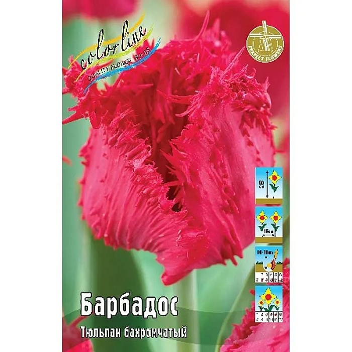 Тюльпан Барбадос 1шт (КолЛайн) 3шт/уп 