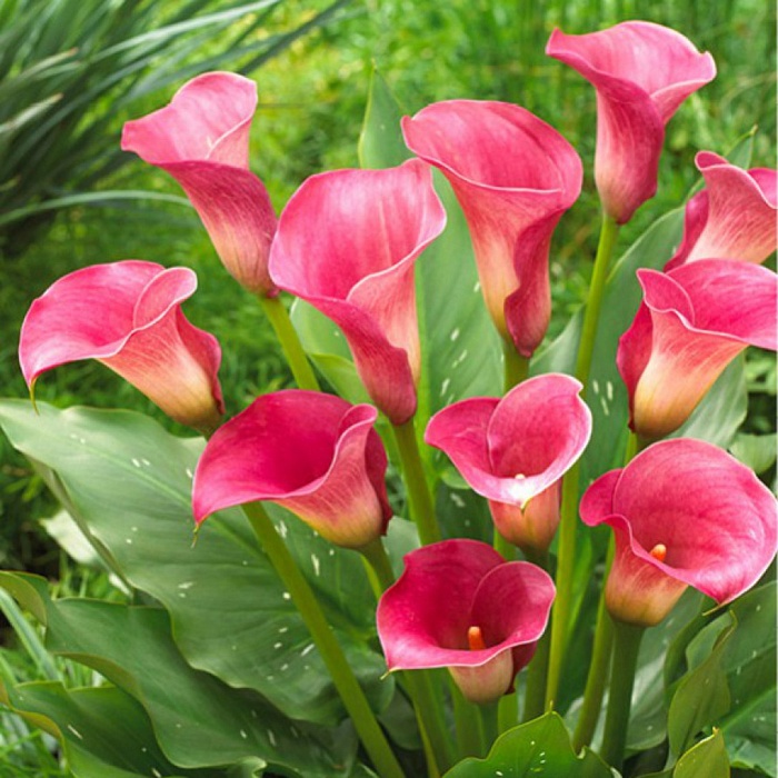 Калла Капитан Романс 1шт (КолЛайн) 2шт/уп