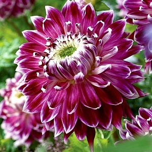 Георгина Ванкувер 1шт (КолЛайн)