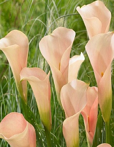 Калла Окланд 1шт (КолЛайн) 2шт/уп