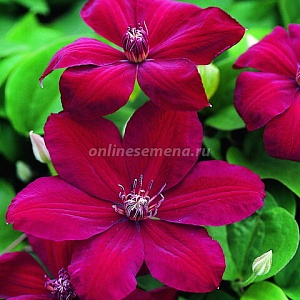 Клематис Вестерплатте 1шт (КолЛайн)