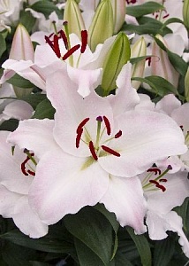 Лилия Пенинсула 13/14 1шт (КолЛайн) 2шт/уп