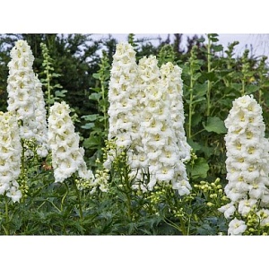 Дельфиниум Санглим 1шт (КолЛайн)