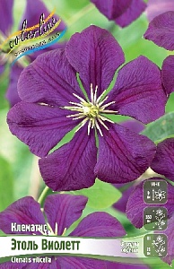 Клематис Этоль Виолетт 1шт (КолЛайн)