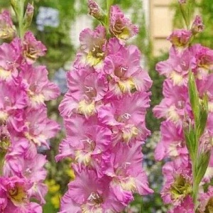 Гладиолус Москва 1шт (КолЛайн) 8шт/уп