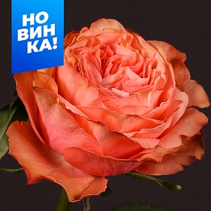 Роза Кахала 1шт (Алтай) оранж.ч/г пионовидная