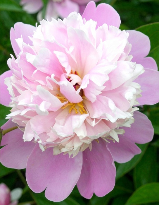 Пион Ла Донна 1шт (КолЛайн)