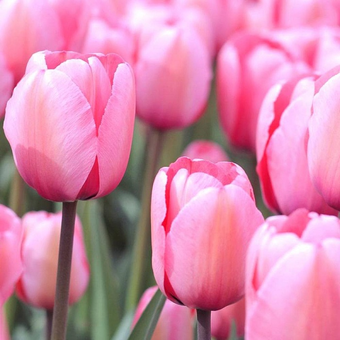 Тюльпан Джамбо Пинк 11/12 1шт (Садовита) 10шт/уп