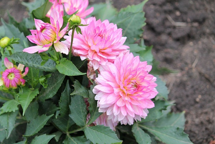 Георгина Гэллери Беллини 1шт (КолЛайн)