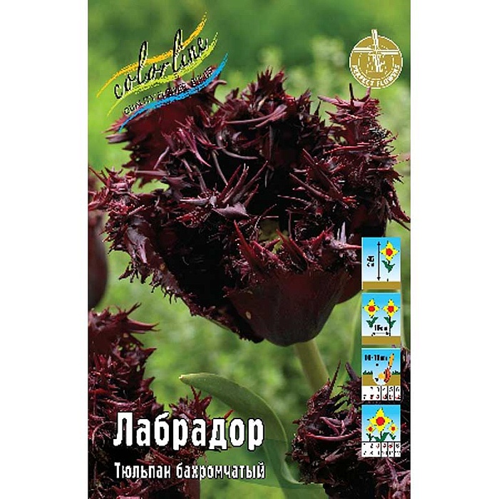 Тюльпан Лабрадор 1шт (КолЛайн) 7шт/уп