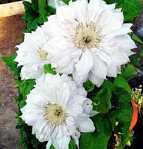 Клематис Мать Сиедлиска 1шт (КолЛайн)