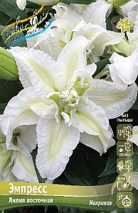 Лилия Эмпресс 12/14 1шт (КолЛайн) 5шт/уп