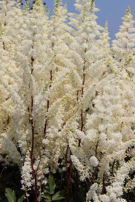 Астильба Хэппи Спирит 1шт (КолЛайн) 2шт/уп