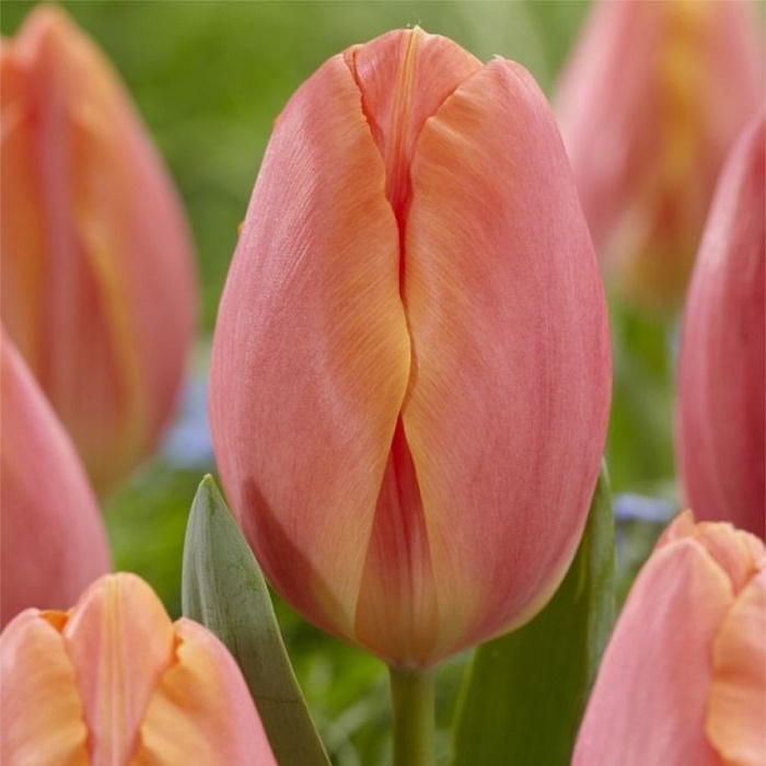 Тюльпан Салмон Принс 1шт (КолЛайн) 10шт/уп