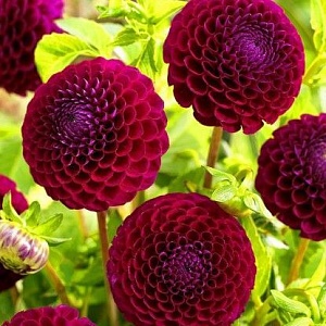 Георгина Даунхэм Роял 1шт (КолЛайн)