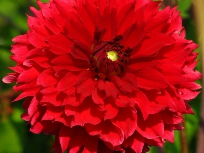 Георгина Рэд Фубуки 1шт (КолЛайн)