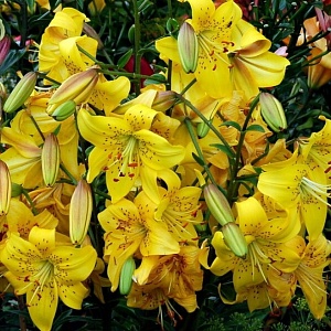 Лилия Перл Дженифер 12/14 1шт (КолЛайн) 5шт/уп