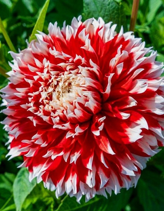 Георгина Ноэль 1шт (КолЛайн)