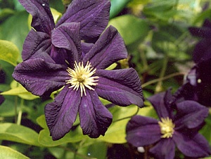 Клематис Романтика 1шт (КолЛайн) 2шт/уп