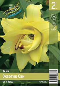 Лилия Экзотик Сан 12/14 1шт (КолЛайн) 2шт/уп