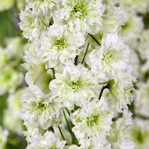 Дельфиниум Морнинг Санрайз 1шт (КолЛайн)