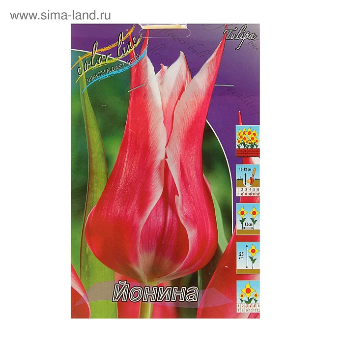 Тюльпан Йонина 11/12 1шт (КолЛайн) 8шт/уп