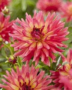 Георгина Черри Кейк  1шт (КолЛайн)