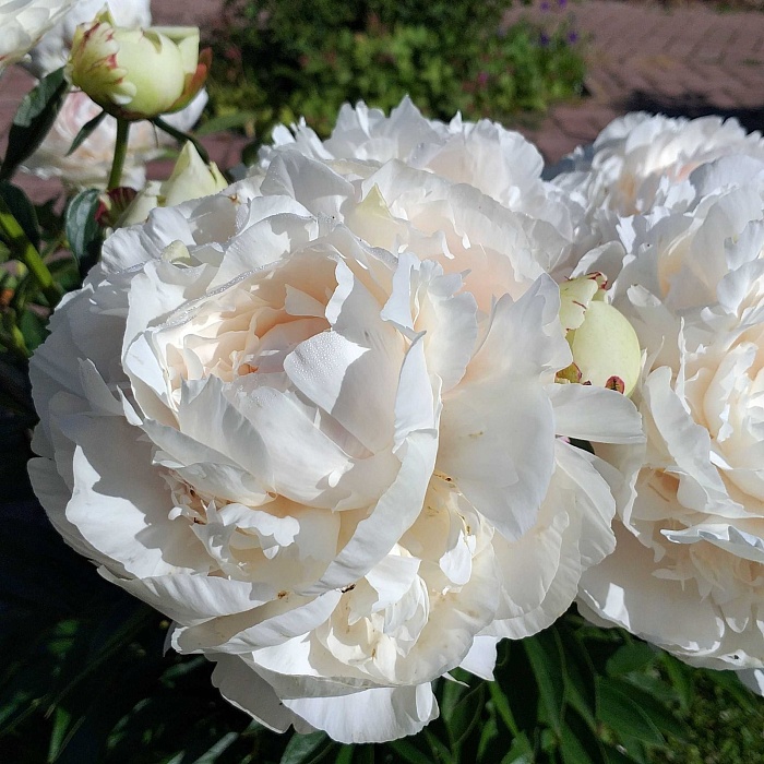 Пион Соланж 3/5 1шт (КолЛайн)